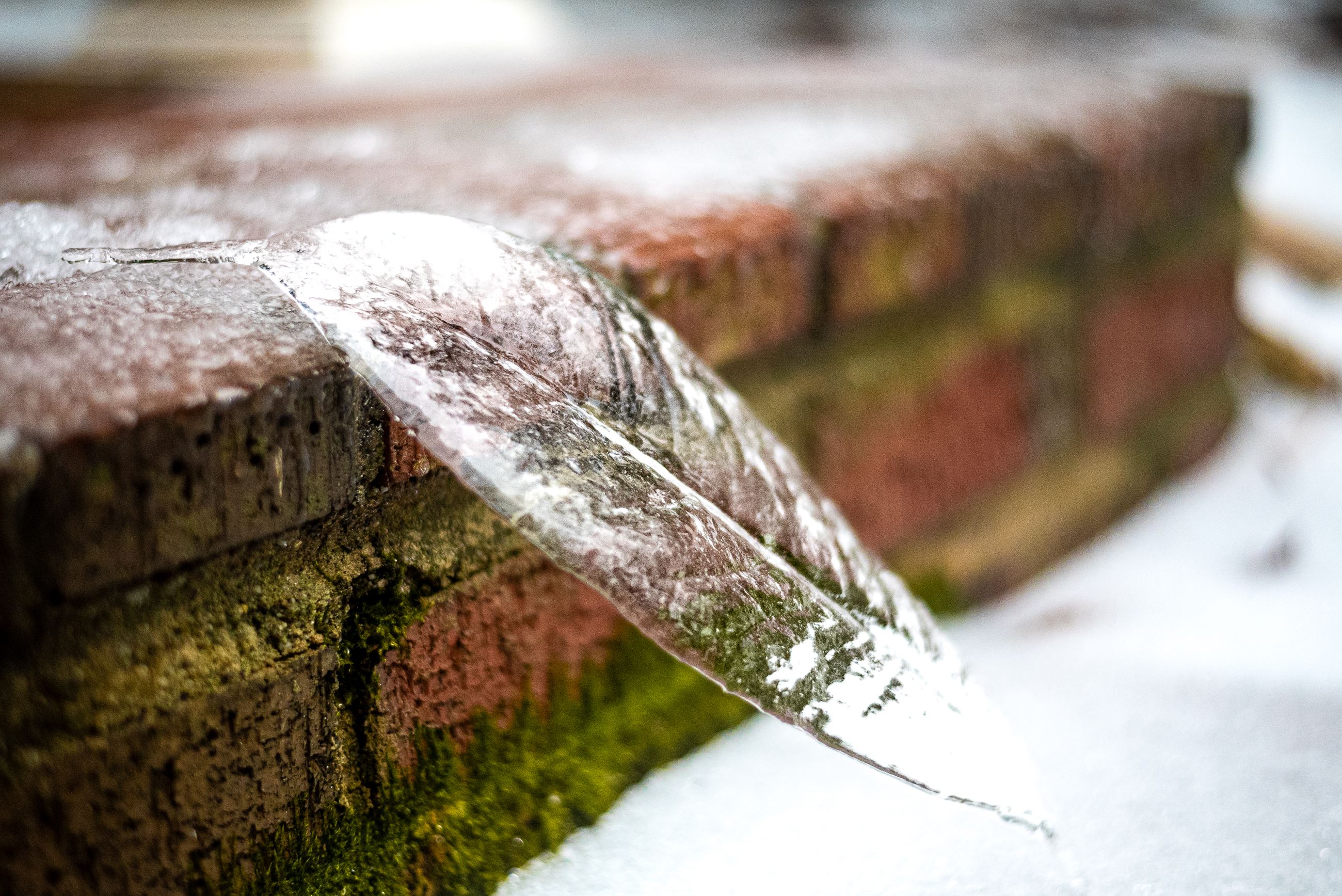 ice in the shape of a leaf formed by freezing rain